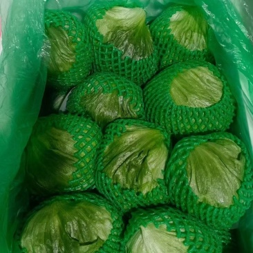 球生菜