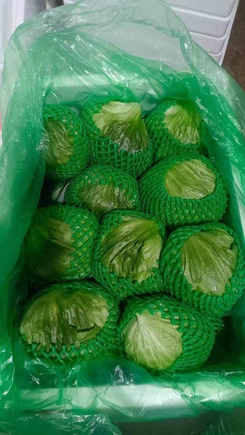 球生菜