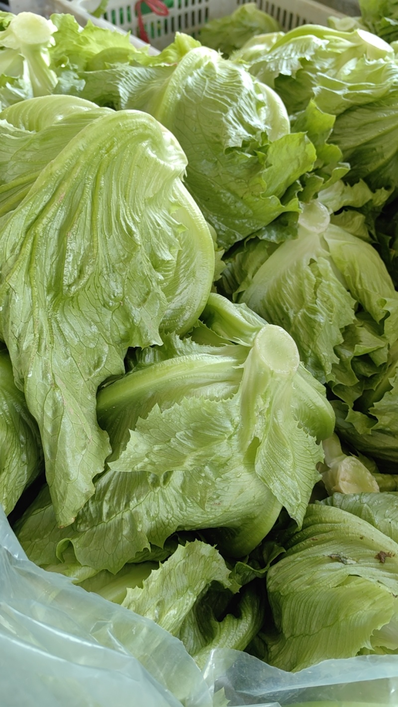 球生菜