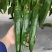 润辣606辣椒种子粗长牛角椒种子青皮尖椒种子耐热耐湿