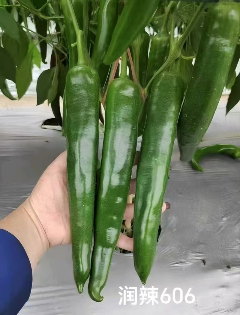 润辣606辣椒种子粗长牛角椒种子青皮尖椒种子耐热耐湿