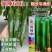 润辣606辣椒种子粗长牛角椒种子青皮尖椒种子耐热耐湿