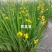 黄菖蒲种子新采花卉种子水生黄菖蒲种子水陆植物耐涝