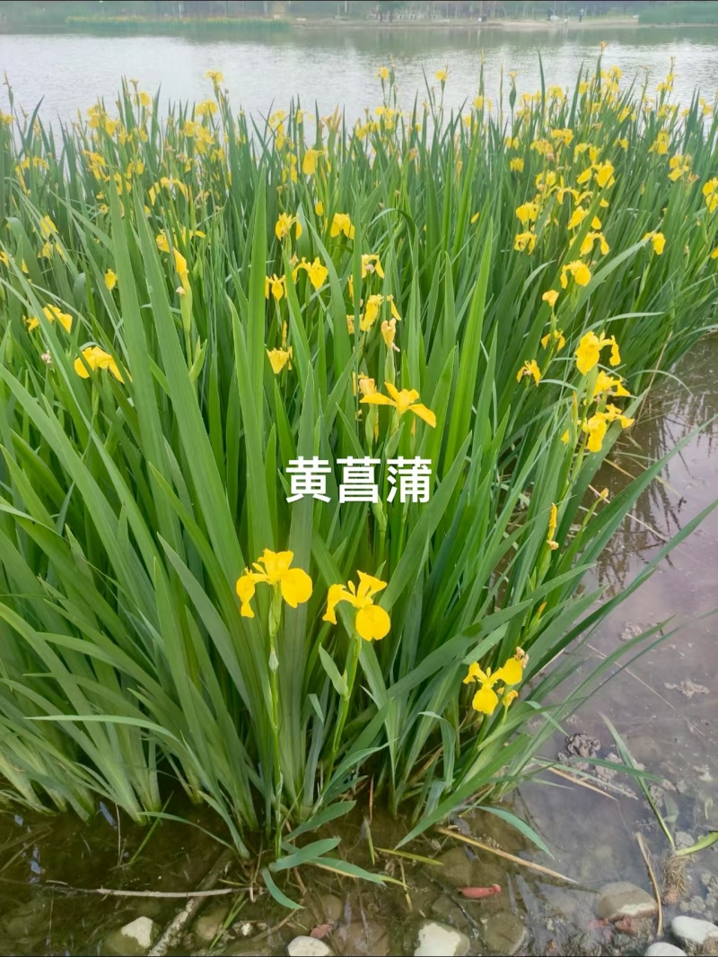 黄菖蒲种子新采花卉种子水生黄菖蒲种子水陆植物耐涝