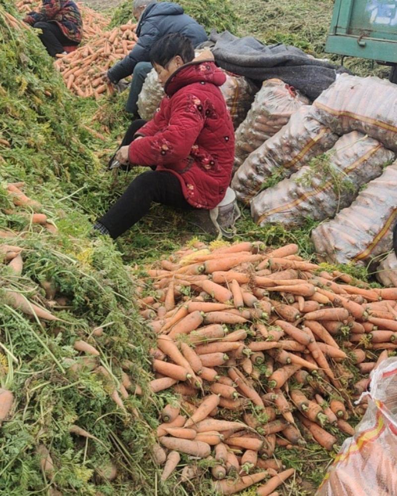 开封沙地红萝卜