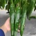 润辣606辣椒种子粗长牛角椒种子青皮尖椒种子