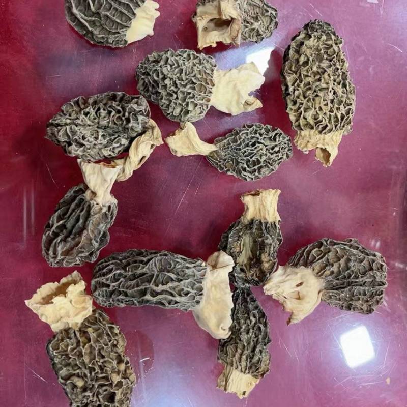 羊肚菌