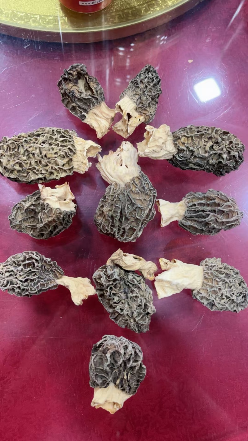 羊肚菌