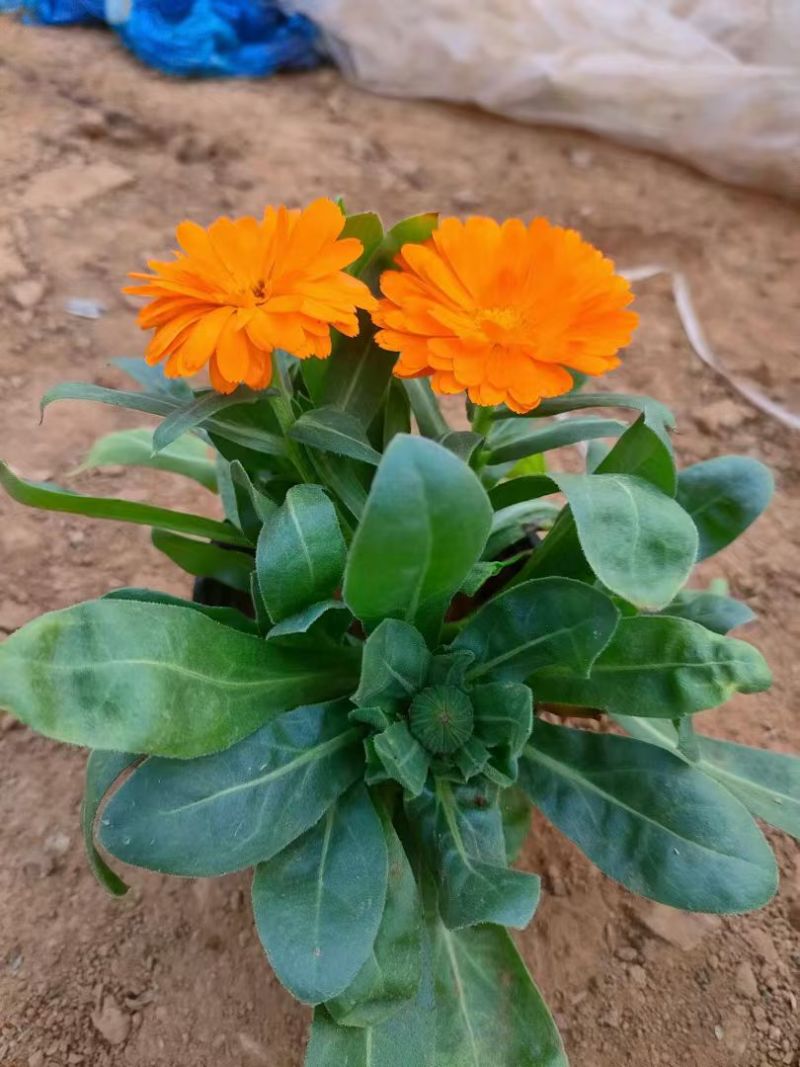 金盏菊种子金盏花种子四季易种花种子长生菊花海易种庭院盆栽