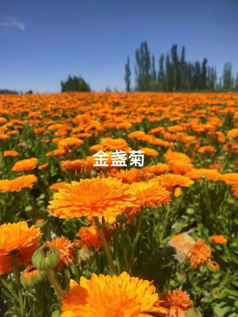 金盏菊种子金盏花种子四季易种花种子长生菊花海易种庭院盆栽