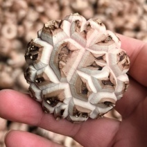 花菇大量供应