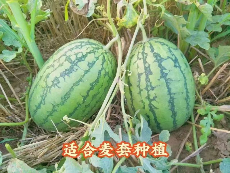 华之秀冰糖花皮黄瓤西瓜种子椭圆形中小果皮薄韧不易空心货架
