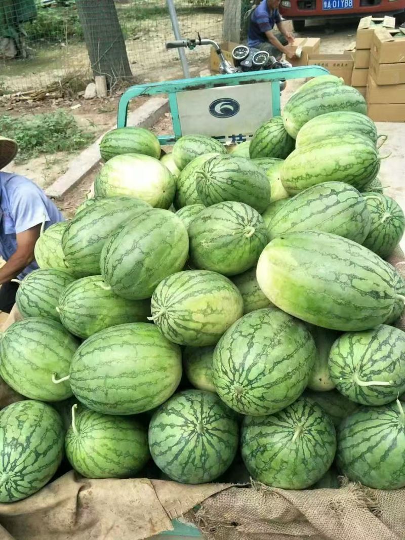 华之秀冰糖花皮黄瓤西瓜种子椭圆形中小果皮薄韧不易空心货架