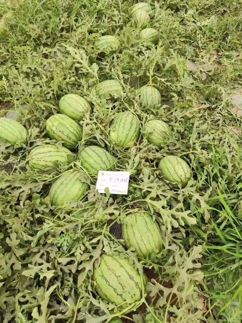 华之秀冰糖花皮黄瓤西瓜种子椭圆形中小果皮薄韧不易空心货架