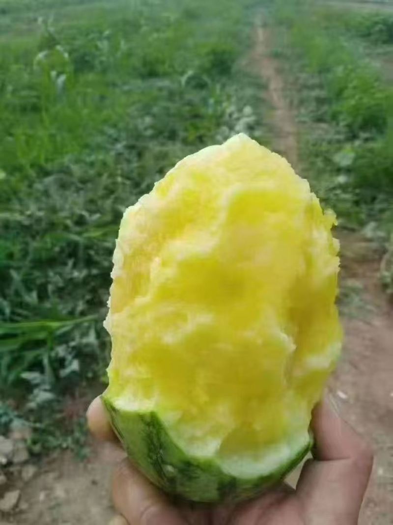 华之秀冰糖花皮黄瓤西瓜种子椭圆形中小果皮薄韧不易空心货架