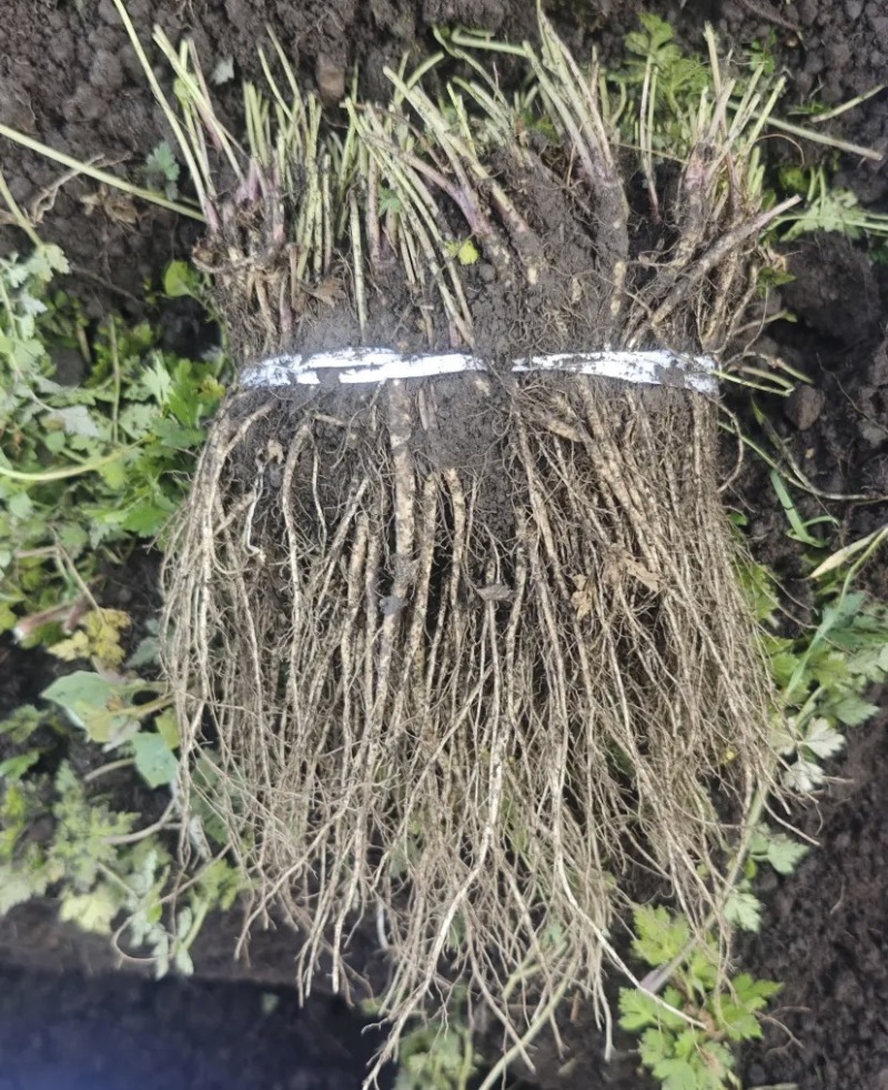 岷县当归种苗自有基地价钱实惠保质保量只批发