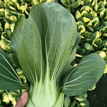 江苏南通蔬菜基地直发，移栽大颗上海青，香菇菜