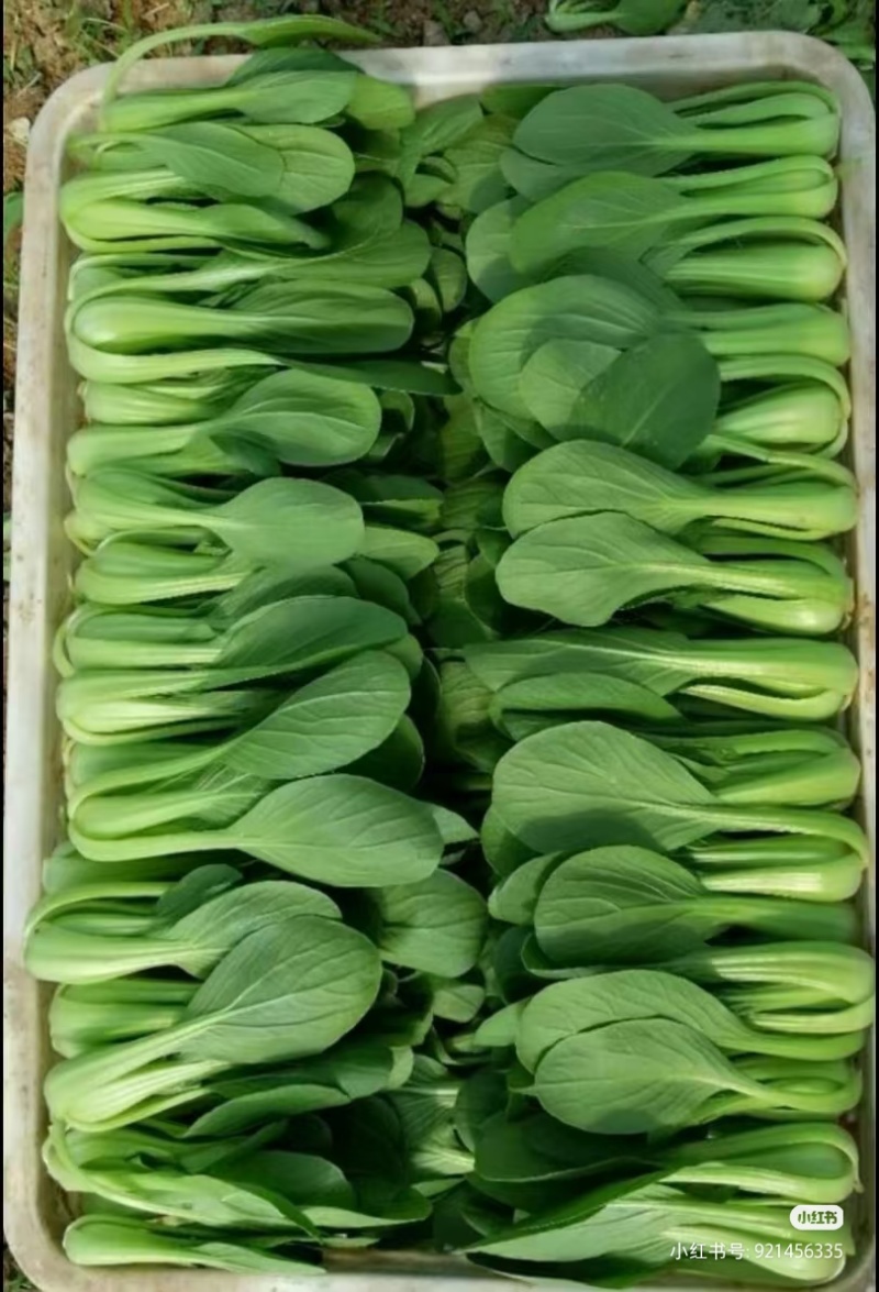 纯精品油菜有需要的滴滴我***********