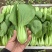 纯精品油菜有需要的滴滴我***********