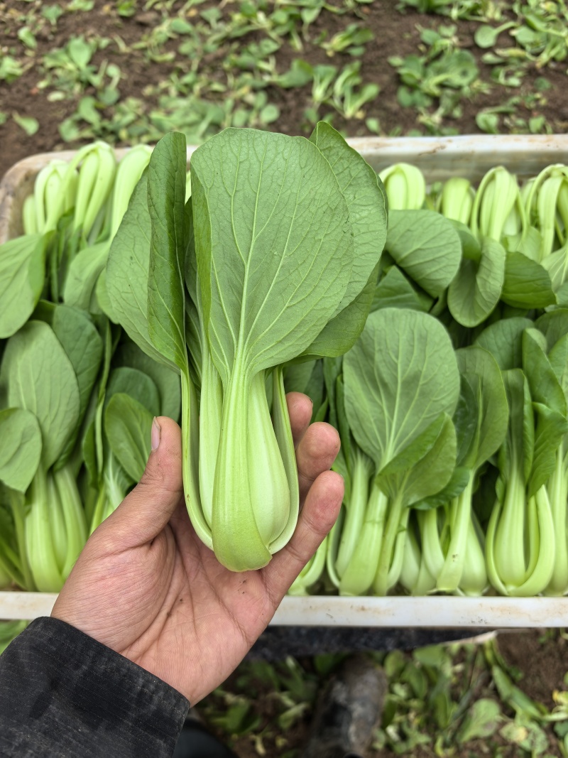 纯精品油菜有需要的滴滴我***********