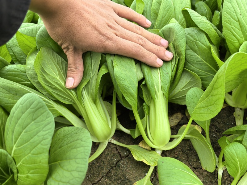 纯精品油菜有需要的滴滴我***********