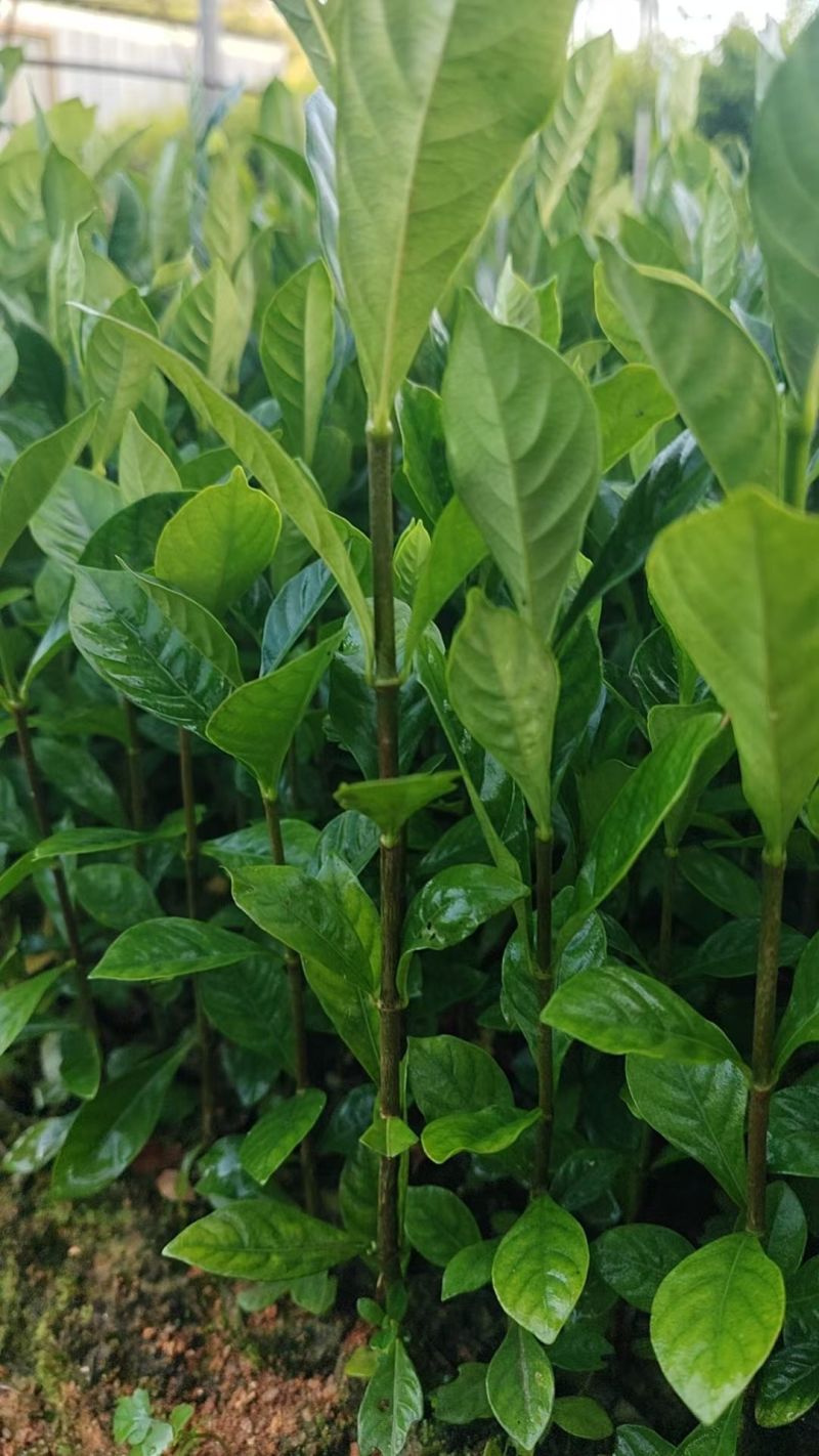 广西钦州灵山阿里山1号水栀子苗杯苗
