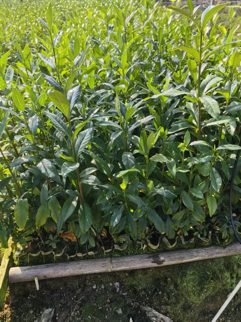 广西钦州灵山阿里山1号水栀子苗杯苗