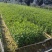 广西钦州灵山阿里山1号水栀子苗杯苗