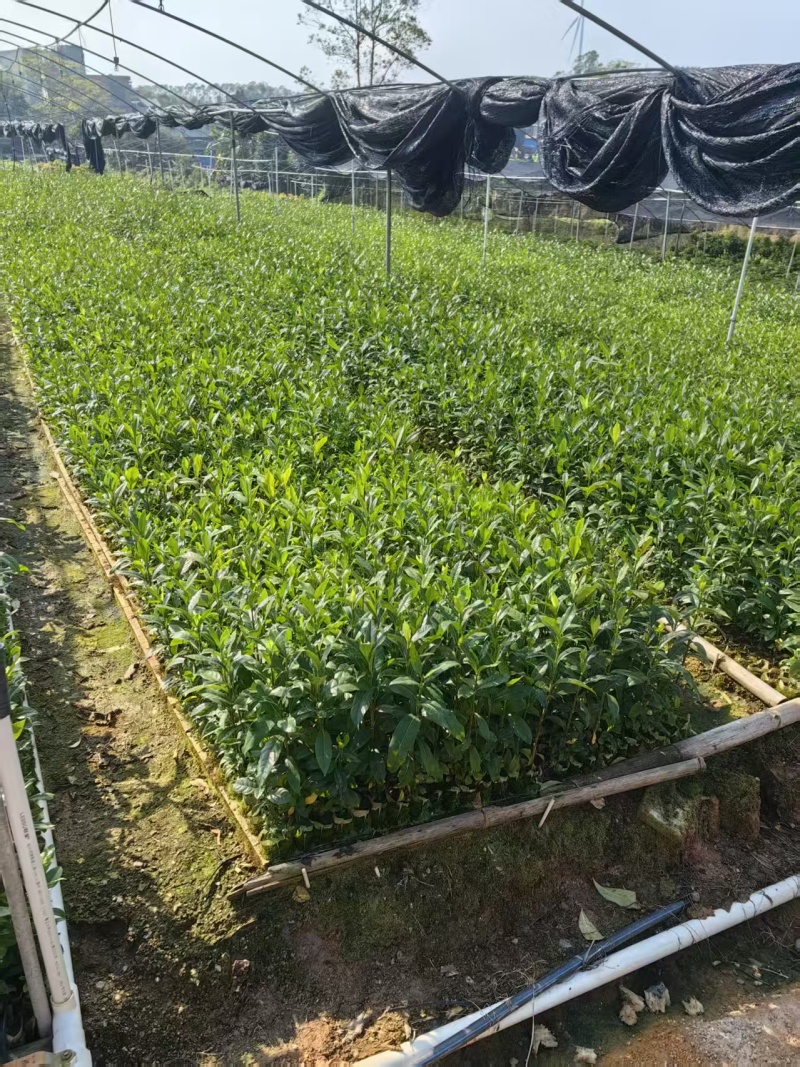 广西钦州灵山阿里山1号水栀子苗杯苗