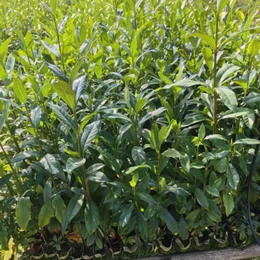广西钦州灵山阿里山1号水栀子苗杯苗