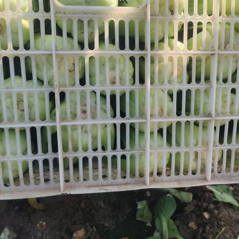 江苏南通蔬菜基地直发，移栽大颗上海青，香菇菜