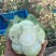 江苏南通蔬菜基地直发，移栽大颗上海青，香菇菜