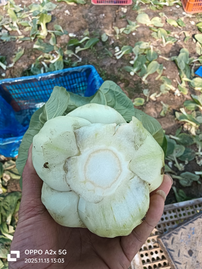 江苏南通蔬菜基地直发，移栽大颗上海青，香菇菜