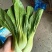 江苏南通蔬菜基地直发，移栽大颗上海青，香菇菜