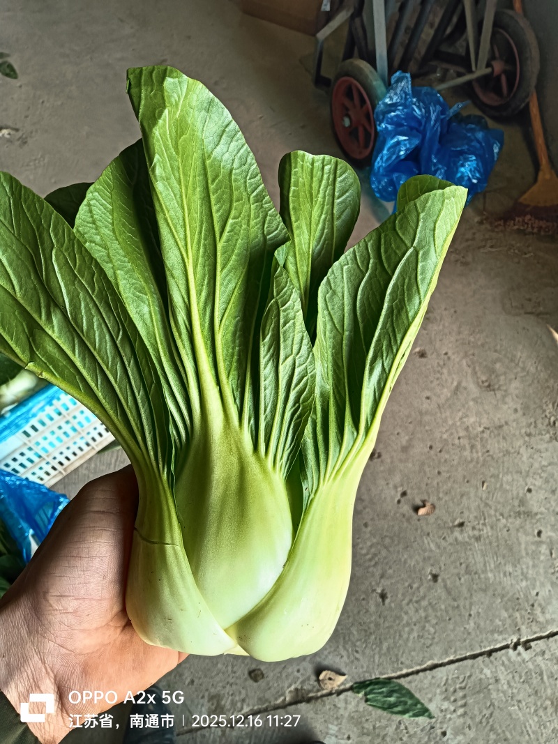 江苏南通蔬菜基地直发，移栽大颗上海青，香菇菜