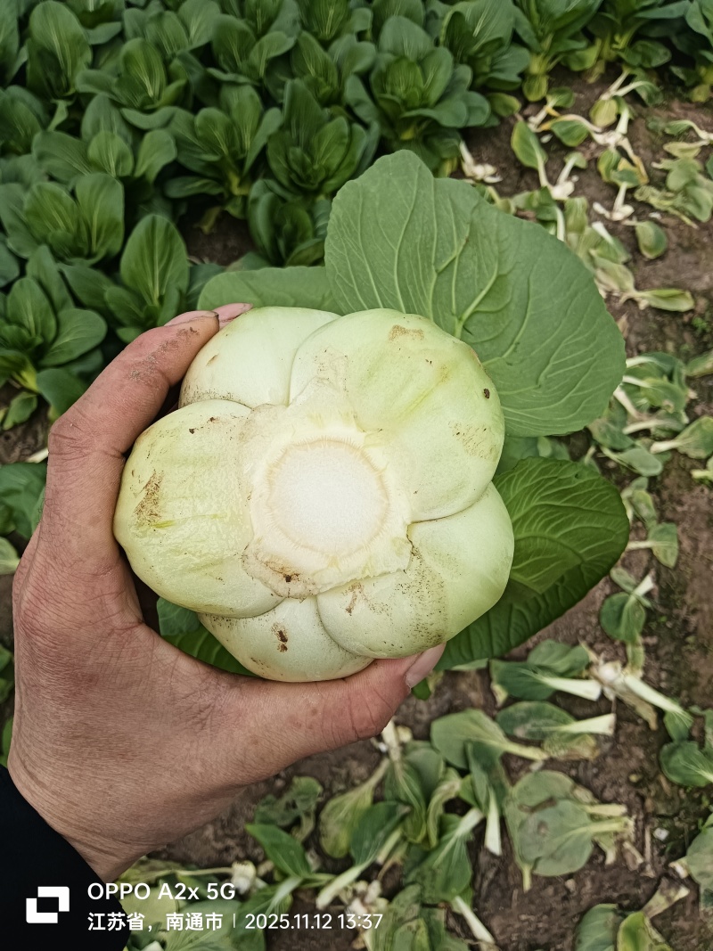 江苏南通蔬菜基地直发，移栽大颗上海青，香菇菜
