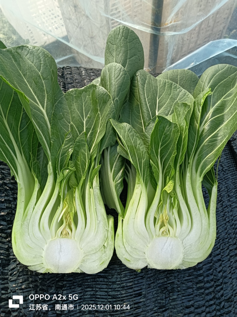 江苏南通蔬菜基地直发，移栽大颗上海青，香菇菜