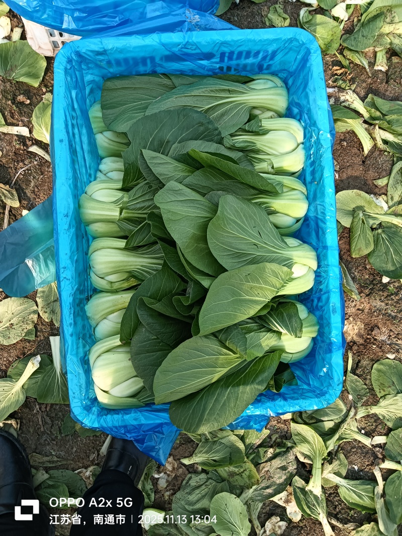江苏南通蔬菜基地直发，移栽大颗上海青，香菇菜