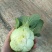 江苏南通蔬菜基地直发，移栽大颗上海青，香菇菜