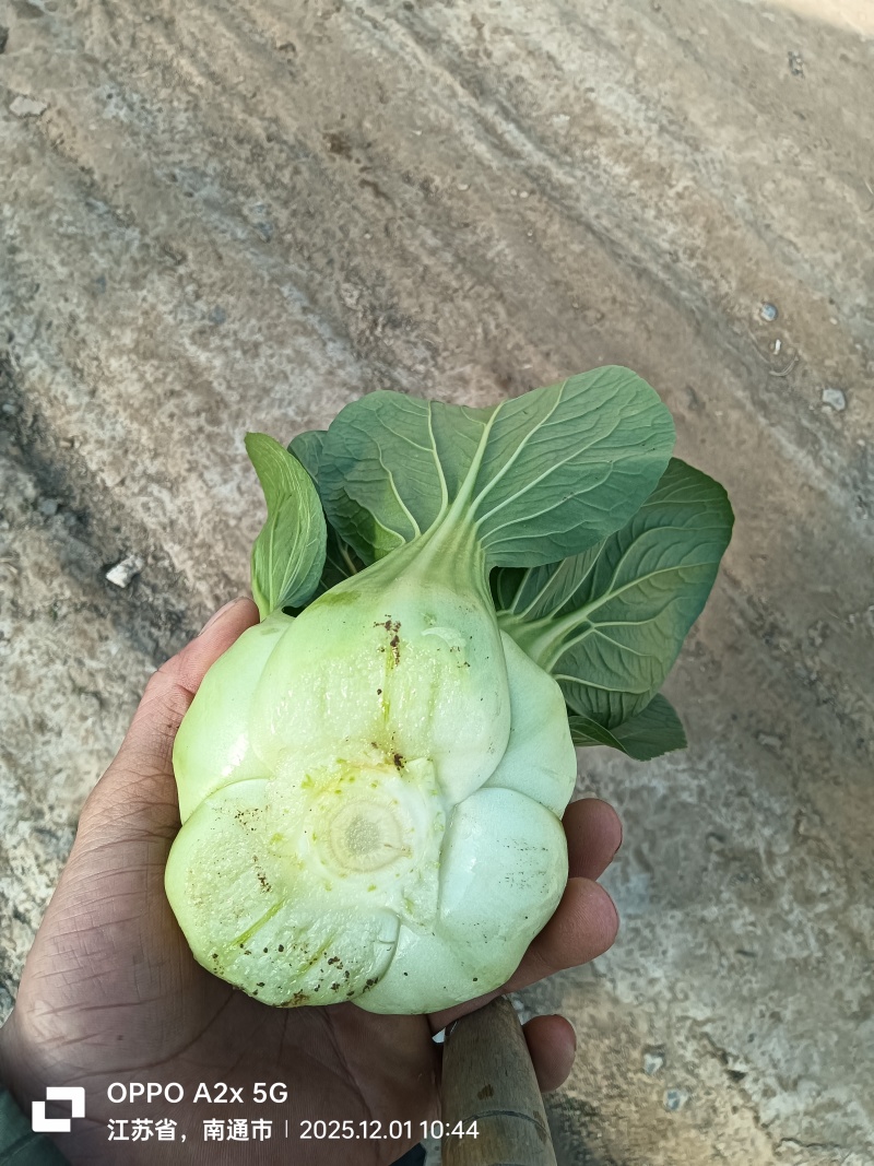 江苏南通蔬菜基地直发，移栽大颗上海青，香菇菜