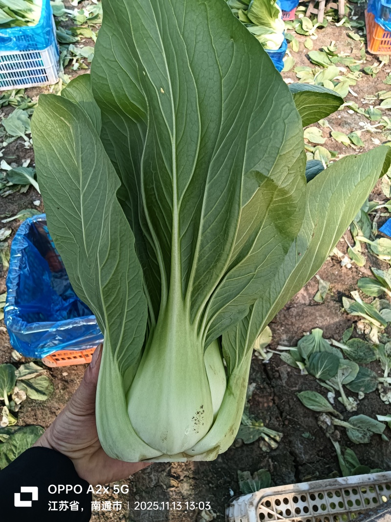 江苏南通蔬菜基地直发，移栽大颗上海青，香菇菜