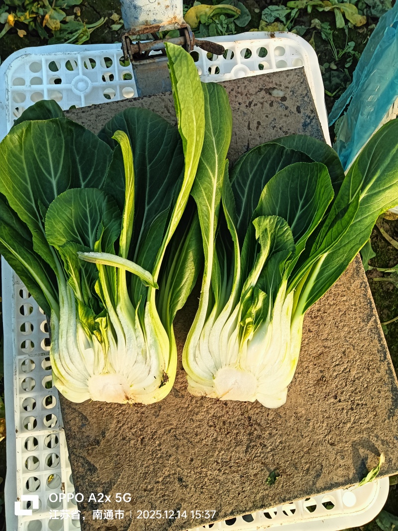 江苏南通蔬菜基地直发，移栽大颗上海青，香菇菜