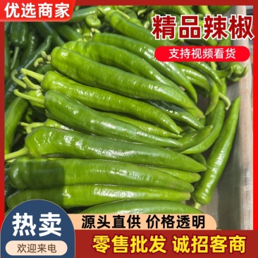 雷州青皮尖椒、羊角椒、青辣椒，大量供应，欢迎来电咨询！