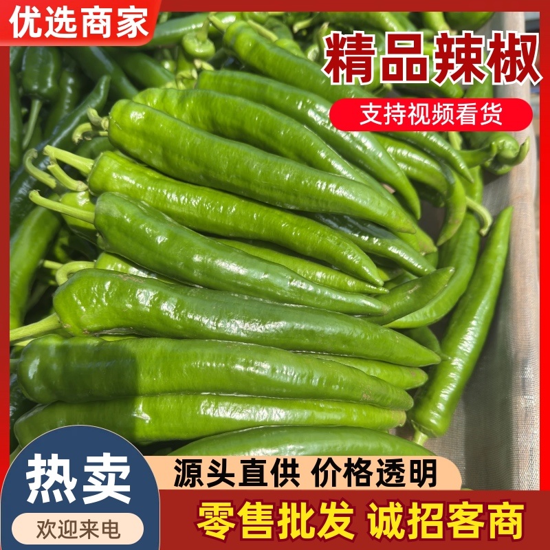 產地青皮尖椒、羊角椒、青辣椒，大量供应，欢迎来电咨询！