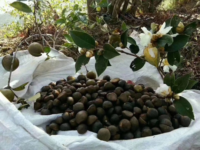 正宗自家种植剥开榨的纯茶籽油，又新鲜，又纯，***任何