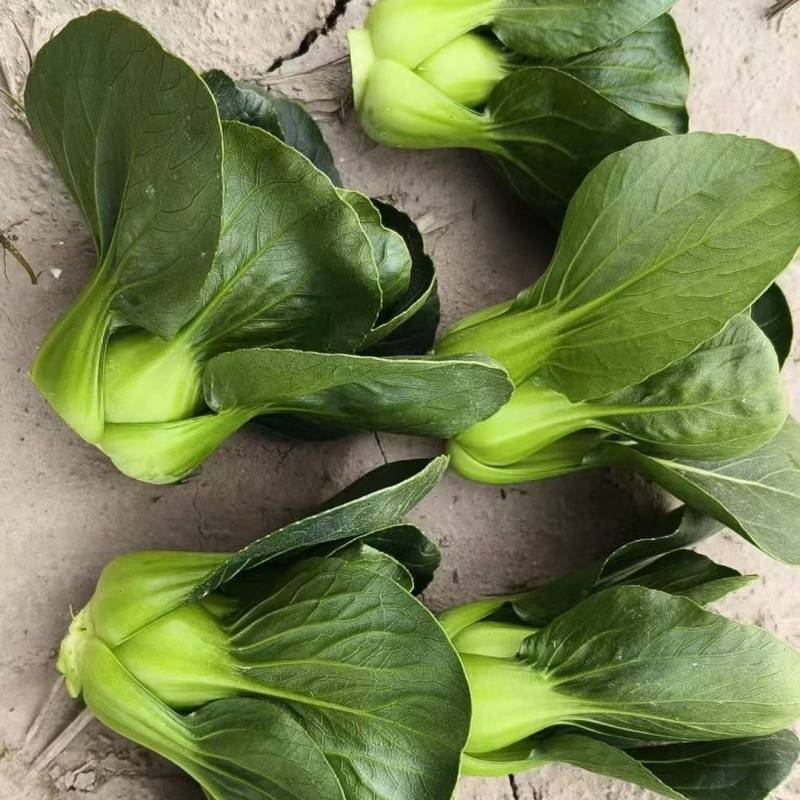 苏州青矮脚青。
