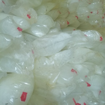 长白山白桦汁原汁一手货源保质保量产地直发
