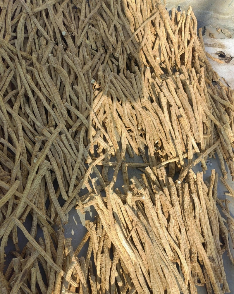 【产地直供】大西北高品质关防风，货源充足，量大从优！