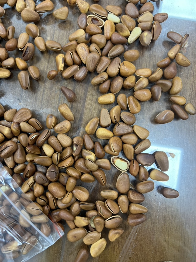 东北红松子现货原味新货