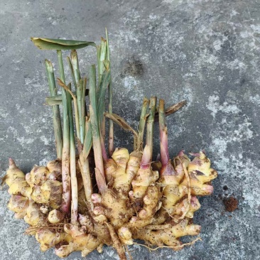 生姜源头批发，货源充足，感冒了一天还没出来，欢迎联系。